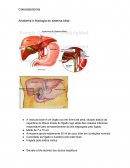 COLECISTECTOMIA: ANATOMIA E FISIOLOGIA DO SISTEMA BILIAR