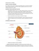 O SISTEMA RENAL