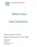 Anatomia - Aparelho Reprodutor Masculino