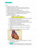O Sistema Circulatório