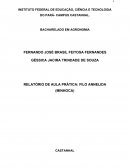 RELATÓRIO DE AULA PRÁTICA: FILO ANNELIDA (MINHOCA)