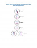 Relatório de Biologia Sobre a Mitose 11º Ano