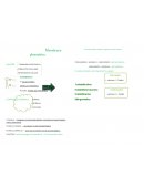 FUNÇÕES: - PERMEABILIDADE SELETIVA