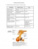 Fisiologia do Sistema Endócrino