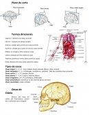 Resumos de Ossos, Articulações, Muscular, Planos de cortes