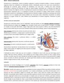 Histologia Sistema Cardiovascular