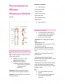 Vascularização do Membro Apendicular Inferior