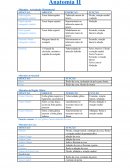 RESUMO ANATOMIA MUSCULOESQUELÉTICA