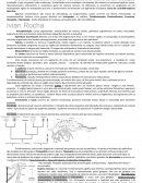 A Introdução aos Artrópodes - Resumo