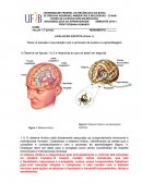 CENTRO DE CIÊNCIAS AGRÁRIAS, AMBIENTAIS E BIOLÓGICAS - CCAAB CURSO DE LICENCIATURA EM BIOLOGIA