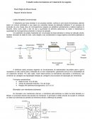 Trabalho sobre biorreatores em tratamento de esgotos