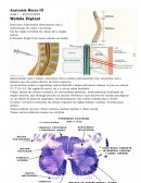 A Anatomia do Olho