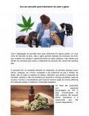Cannabis Para Tratamento de Cães e Gatos