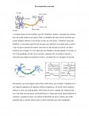 Os Processamentos Neuronais