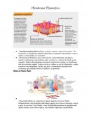 Estrutura da Membrana Plasmática