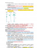 A NEUROANATOMIA