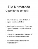 Filo Nematoda Organização Corporal