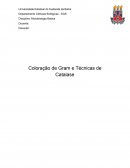 Relatório Coloração de Gram e Técnicas de Catalase