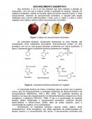 Escurecimento Enzimático da Maça