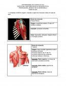 A ANATOMIA MUSCULOESQUELÉTICA