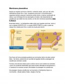 A Biologia Celular