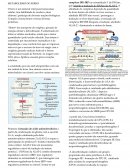 O METABOLISMO DO FERRO