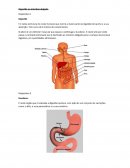 A DIGESTÃO NO INTESTINO DELGADO