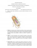 A Microbiologia Fundamental e Microbiologia e Imunologia Básica