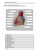 Questões Anato Sobre o Sistema Circulatório, Faça o Que se Pede