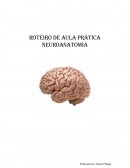 Roteiro de Aula Prática Neuroanatomia