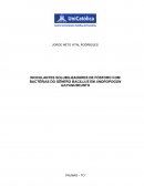 INOCULANTES SOLUBILIZADORES DE FÓSFORO COM BACTÉRIAS DO GÊNERO BACILLUS EM ANDROPOGON GAYANUSKUNTH