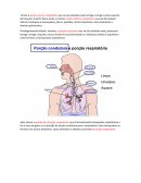 A Circuito Respiratório