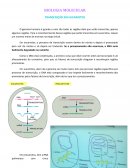 Transcrição em Eucariotos