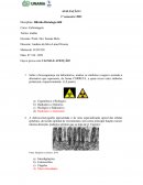 Monografia Híbrida Histologia