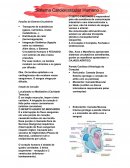 Resumo Sistema Cardiovascular Humano