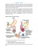 A Química Orgânica