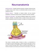 A Neuroanatomia na Psicologia