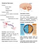 O Sistema Nervoso