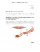 RESUMO EXPANDIDO FISIOLOGIA DO MUSCULO ESQUELETICO JORGE PAGLIARINI