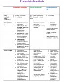 Os Protozoários Intestinais Parasitologia Humana