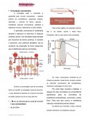 Os Antianginosos Farmacologia