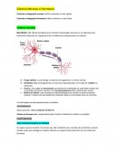Relatório Sistema Nervoso e Hormonal