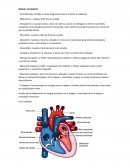 O Sistema Circulatório