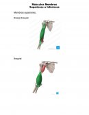 Músculos Inferiores e Superiores