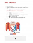 O Projeto Contribuem Para Homeostasia