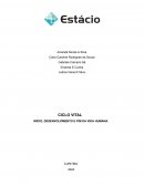 O Ciclo Vital Início, Desenvolvimento E Fim Da Vida Humana