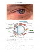 Resumo de Semiologia Oftalmologica